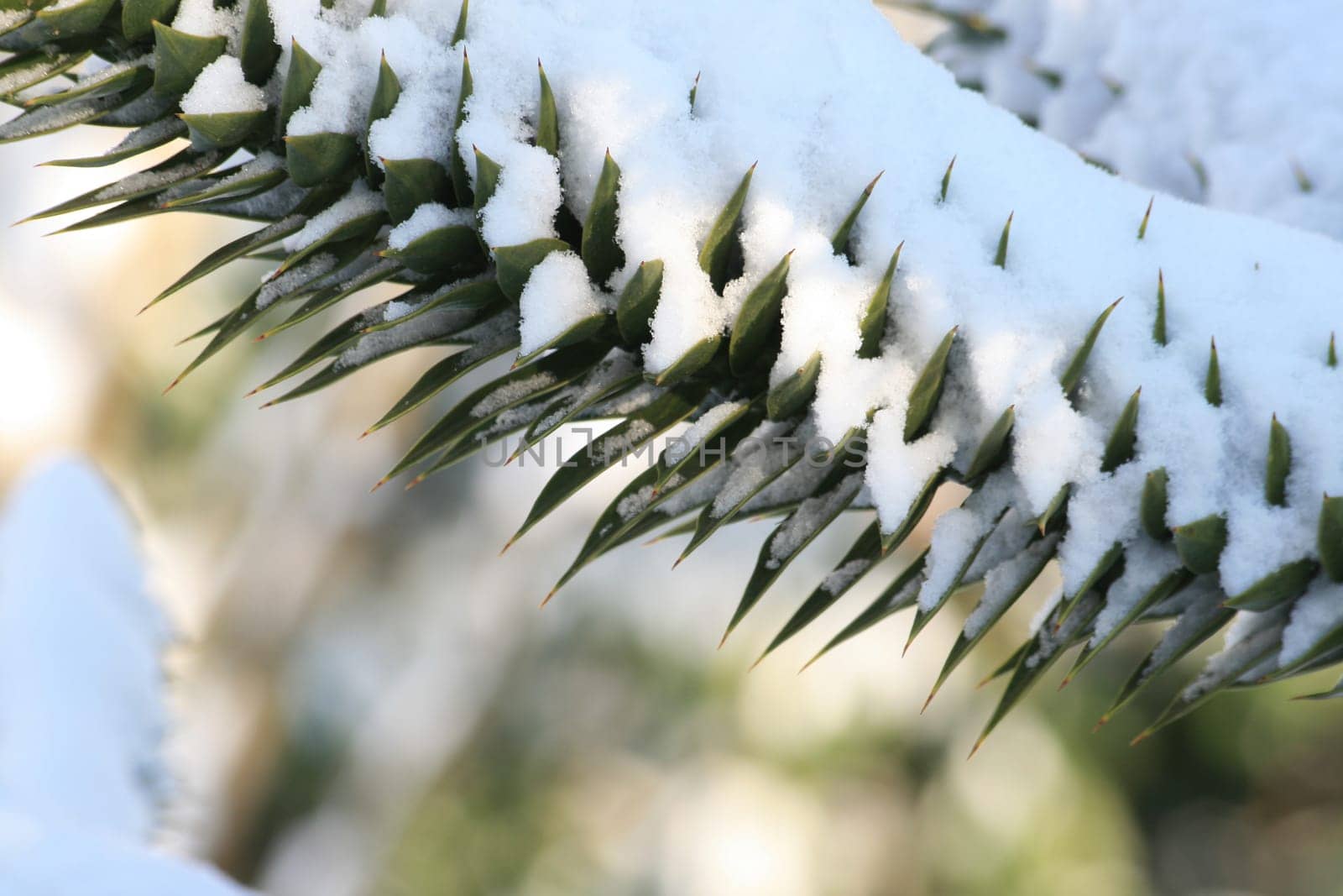Araucaria