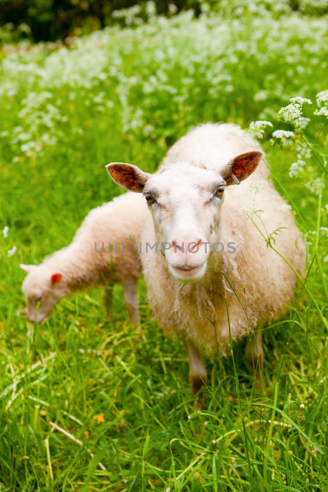 Sheep with lambs on a green paddock looking at the camera