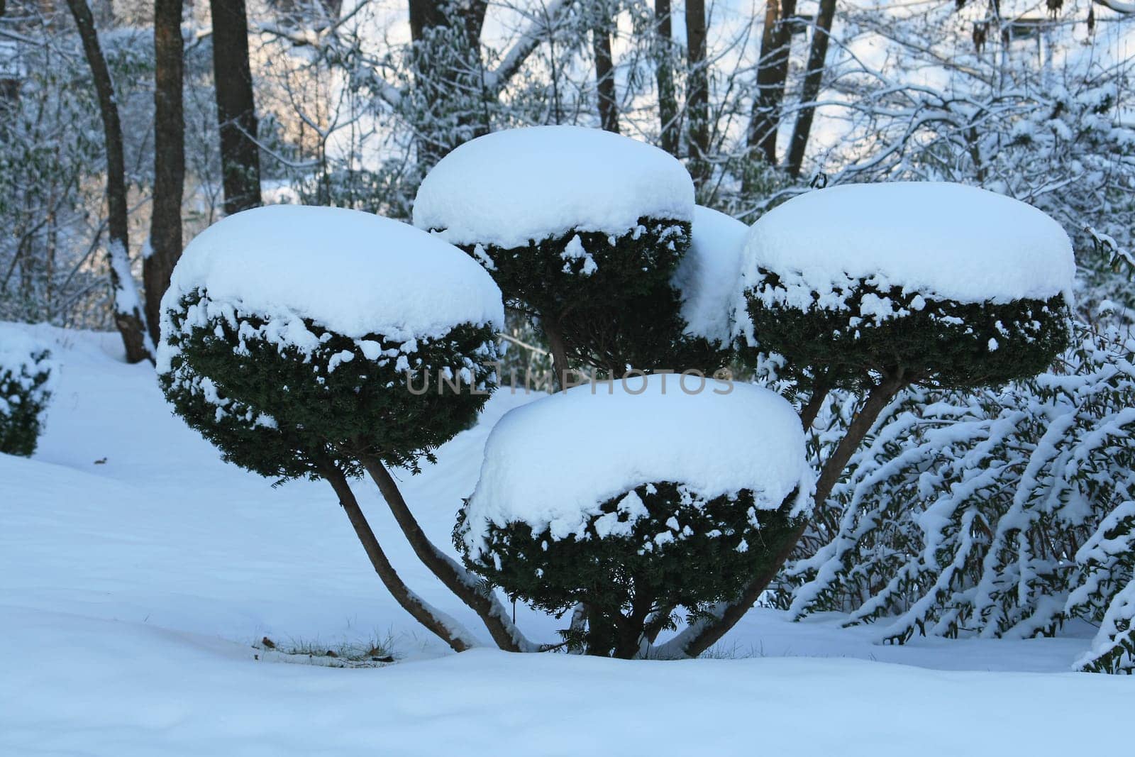 Boxwood in winter