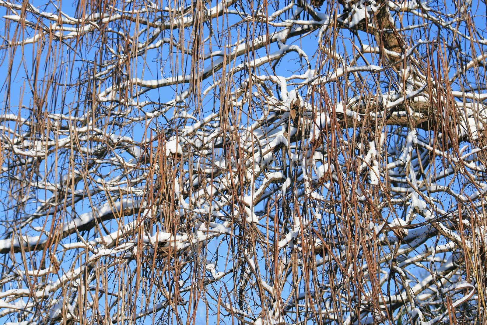Winter in the park