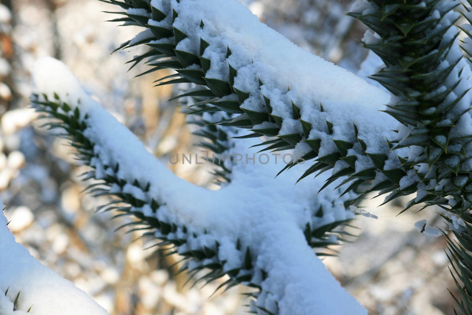 Araucaria