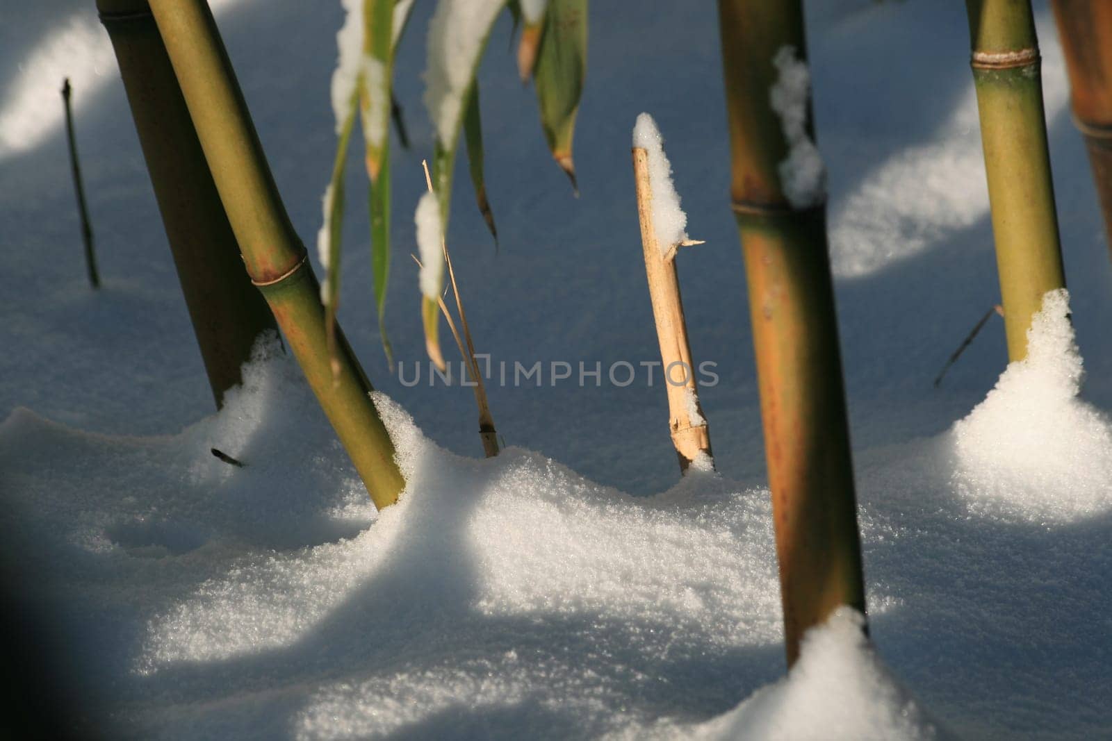 Bamboo in winter