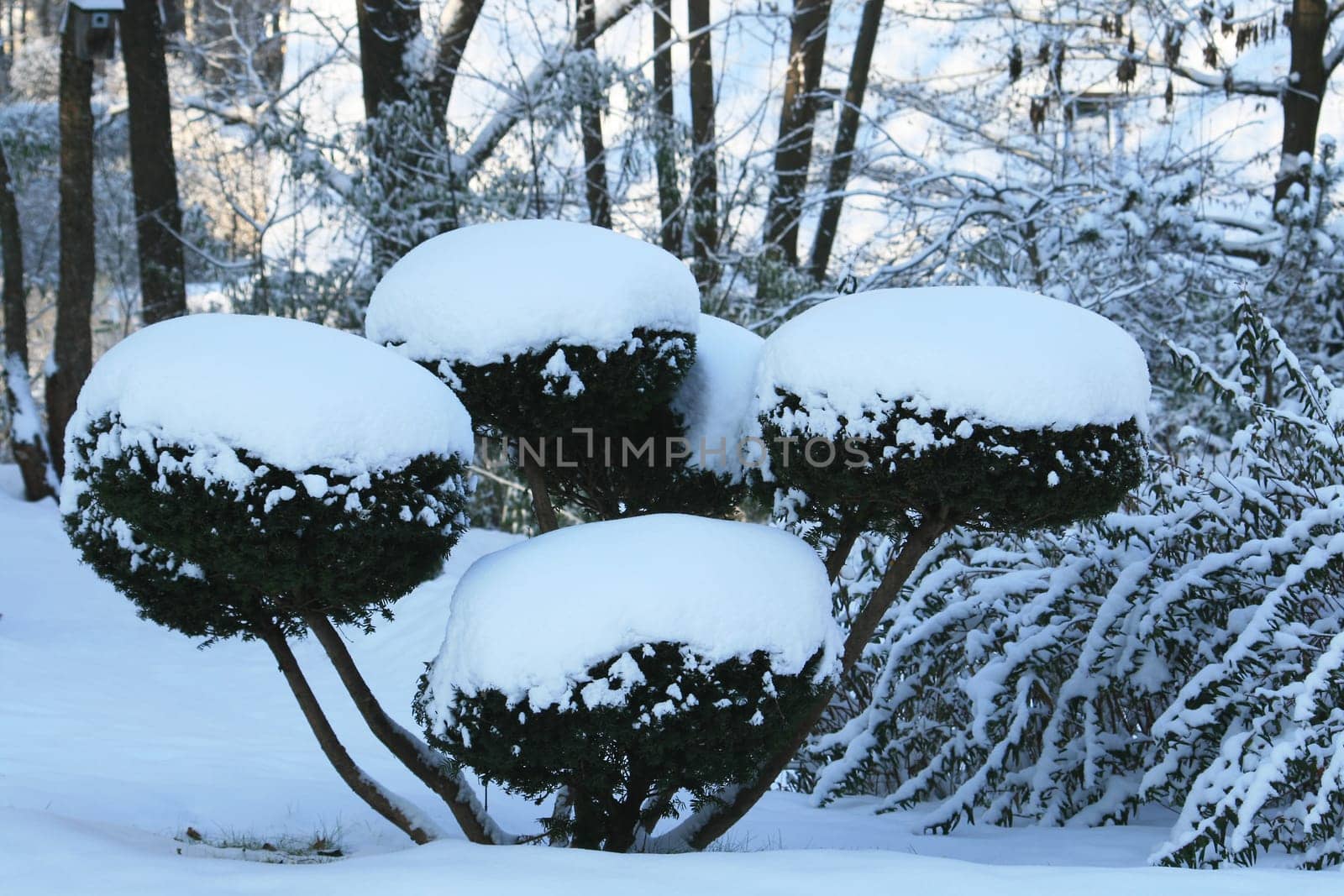 Boxwood in winter