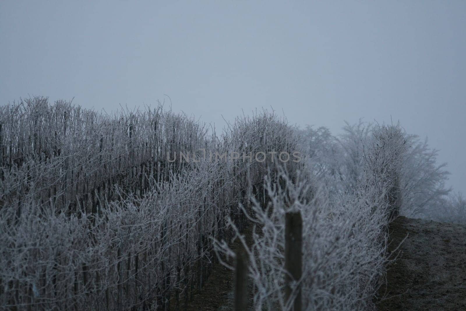 Fog in the wine country