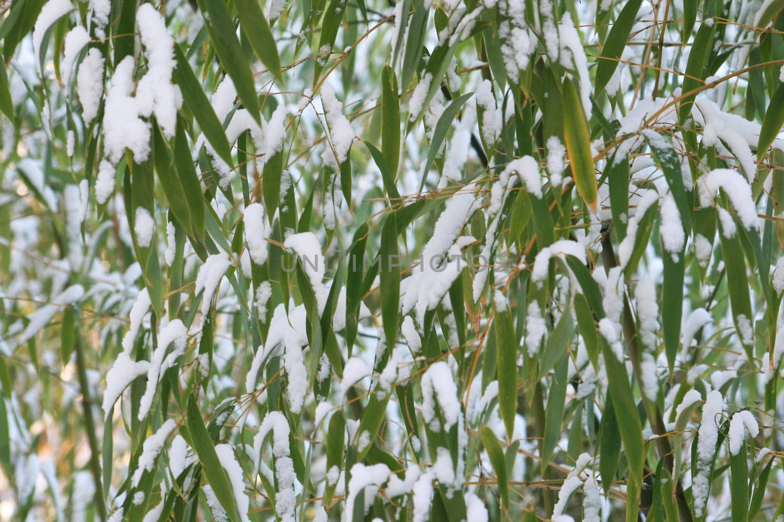 Bamboo in winter