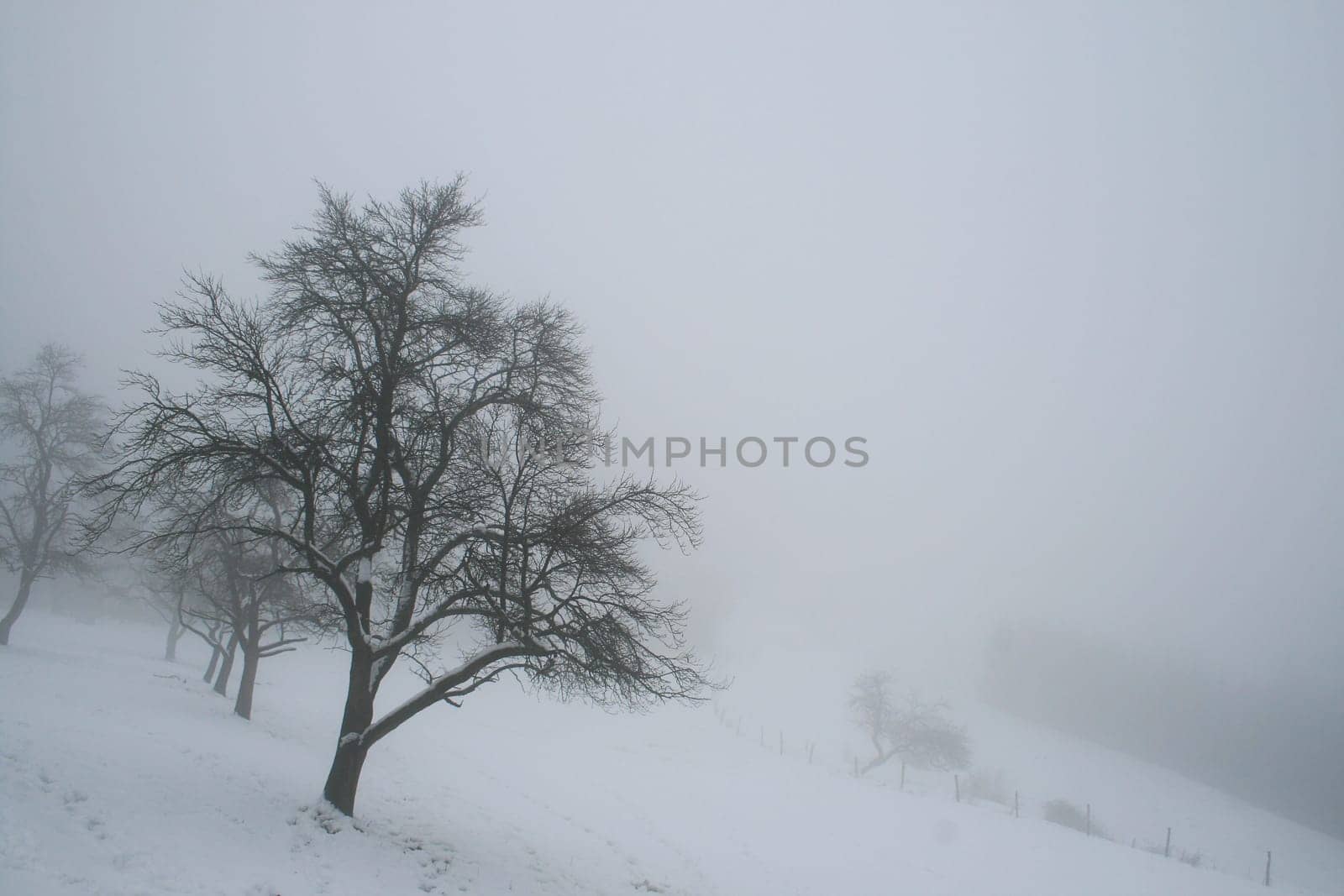 Fog