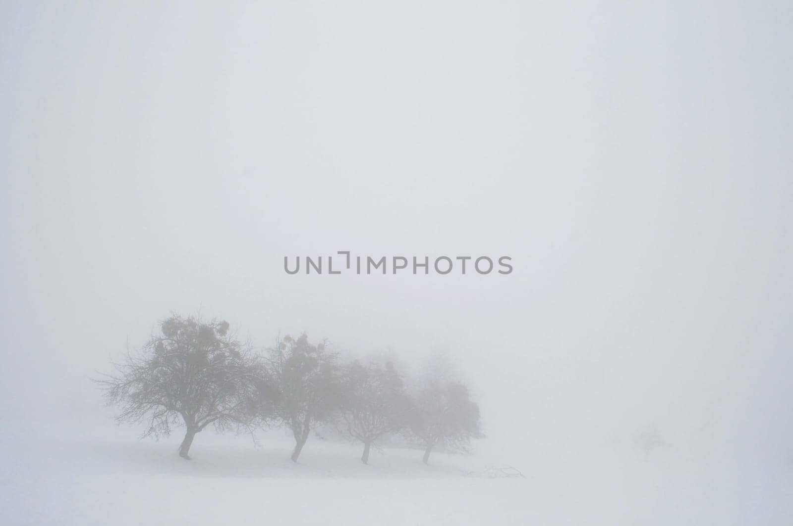Fog