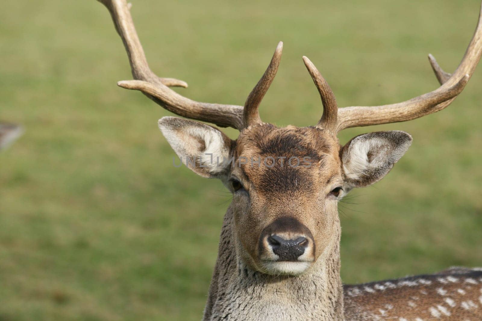 Fallow deer in autumn