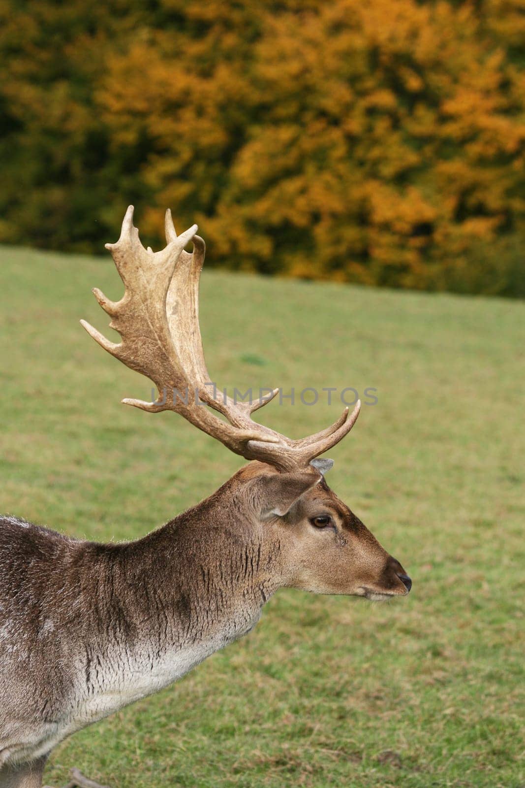 Fallow deer in autumn