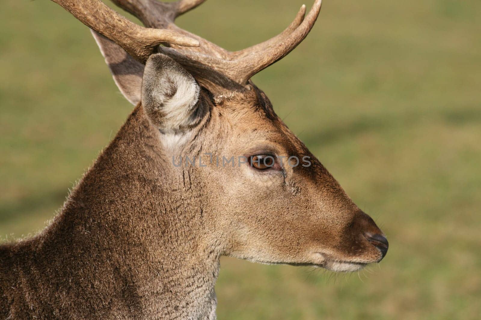 Fallow deer in autumn