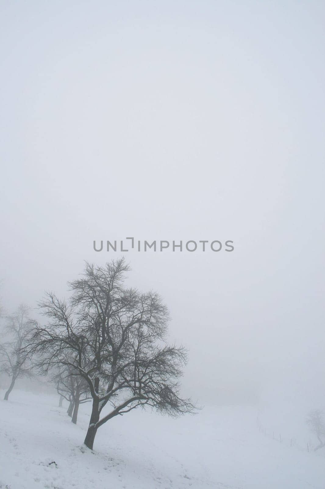 Fog