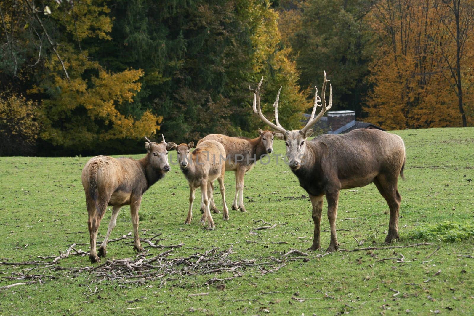 David's deer