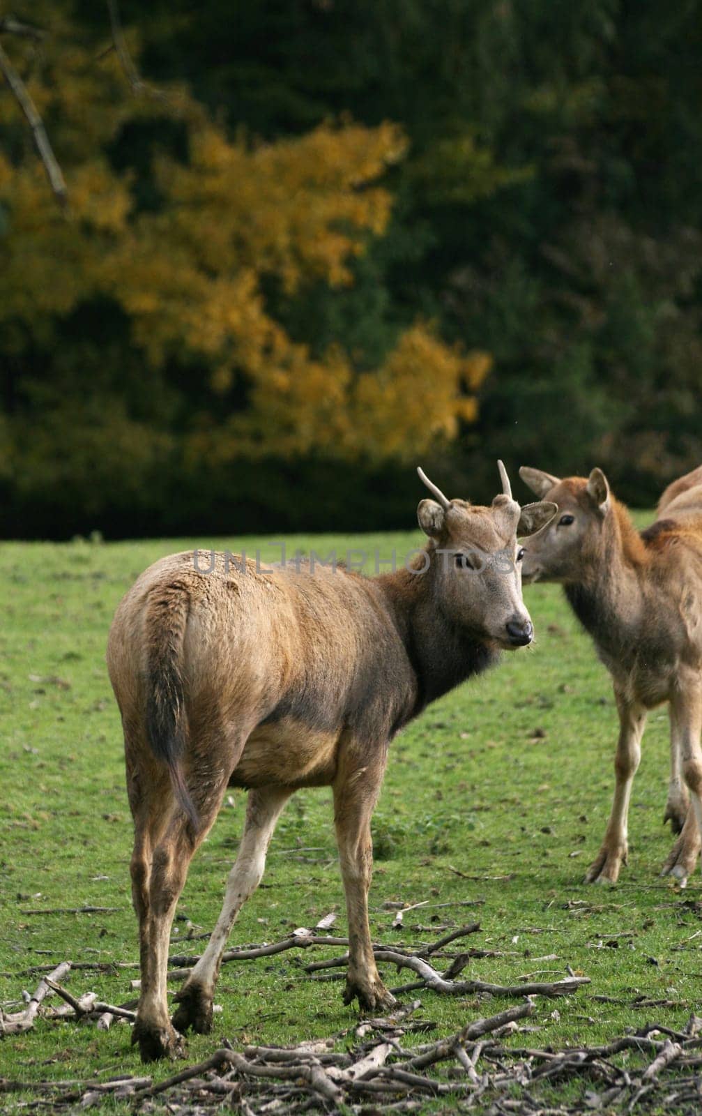David's deer