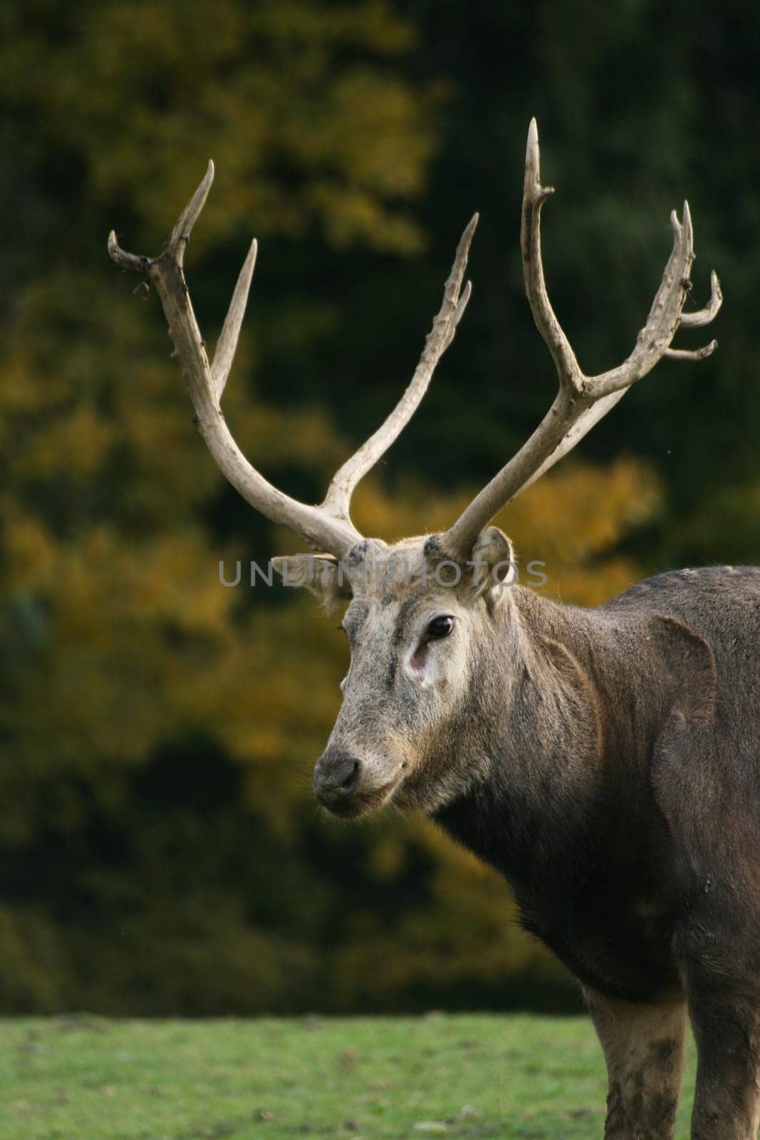 David's deer