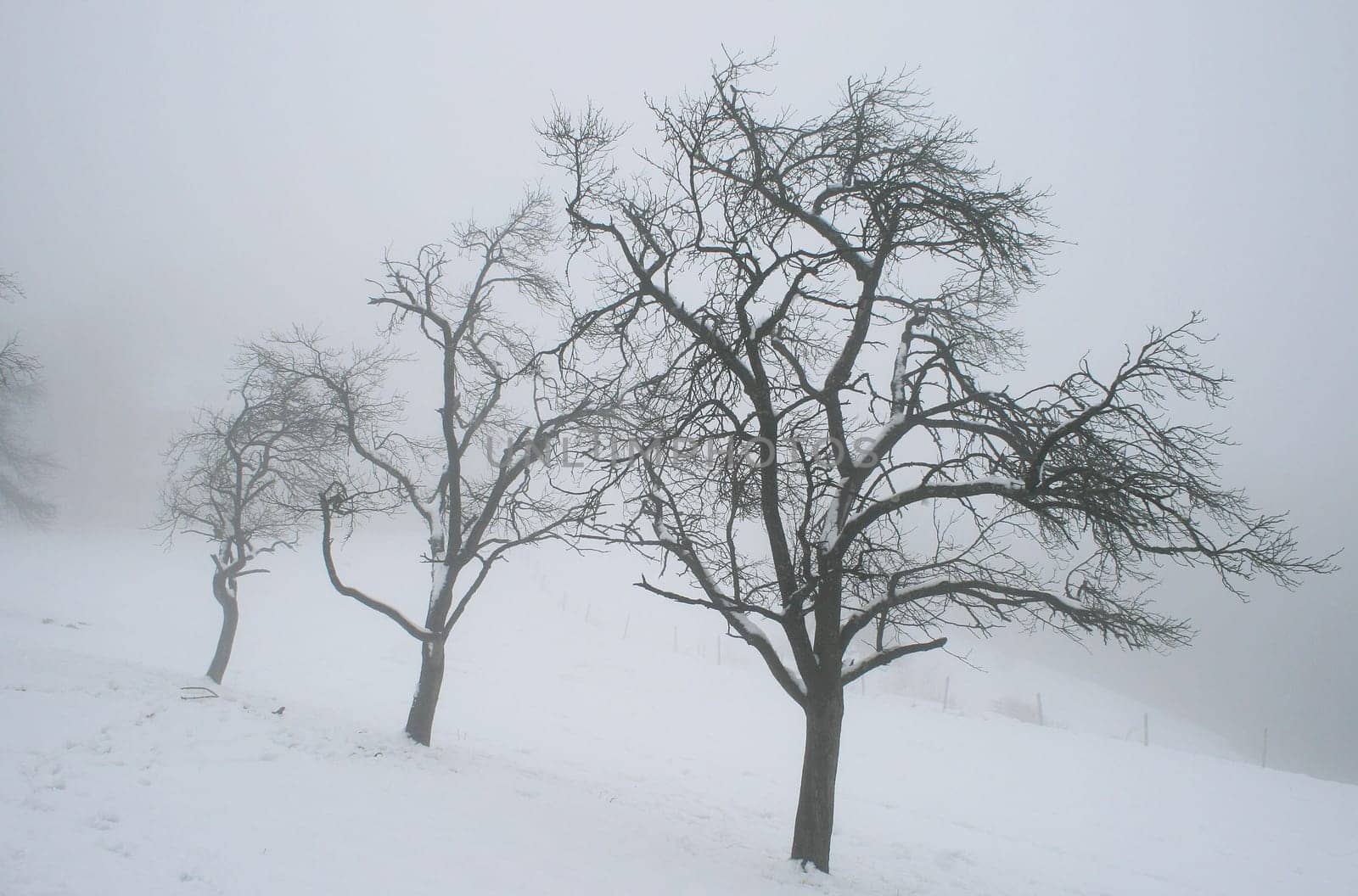 Fog