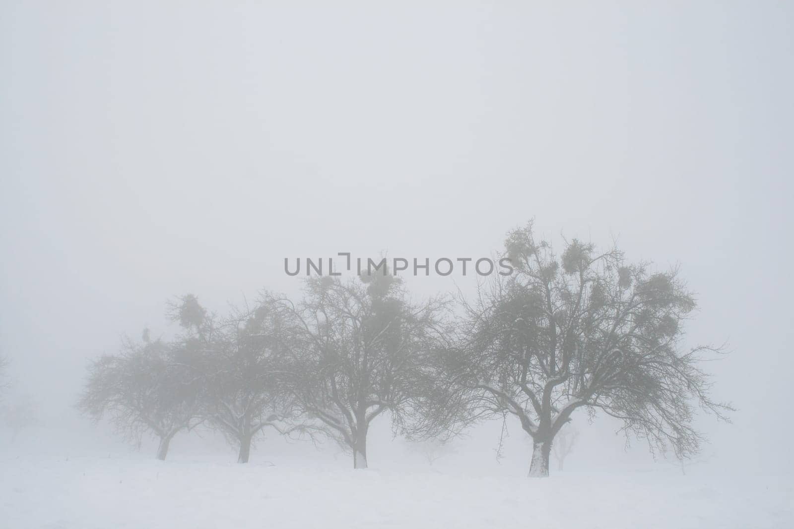 Fog