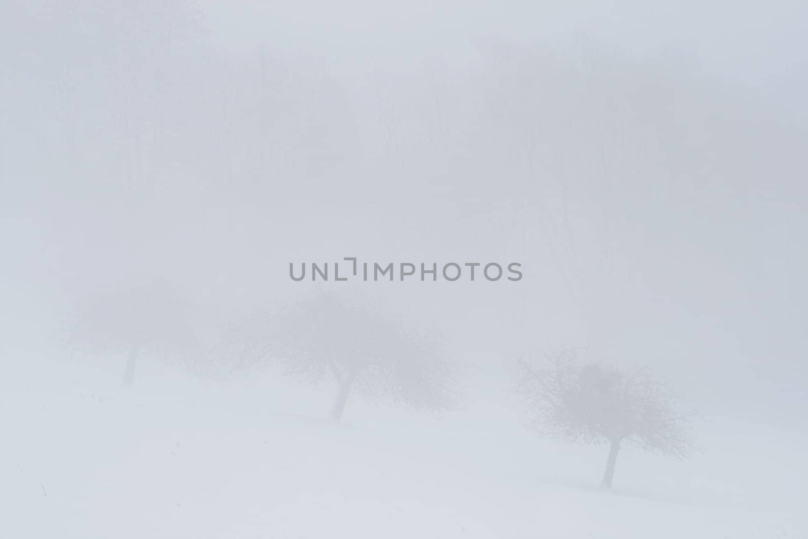 Fog
