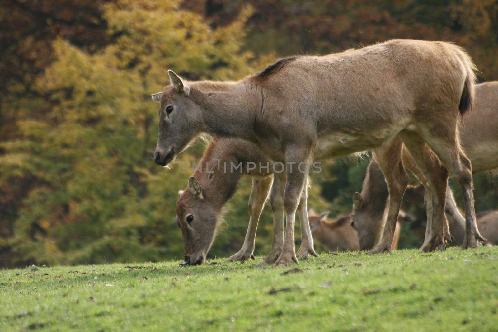 David's deer
