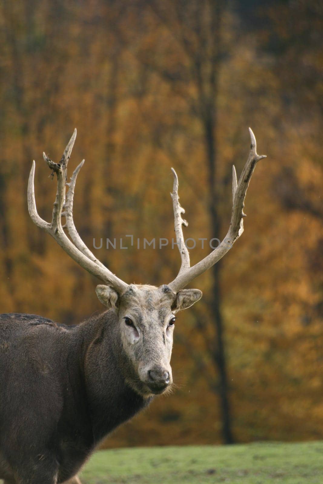 David's deer