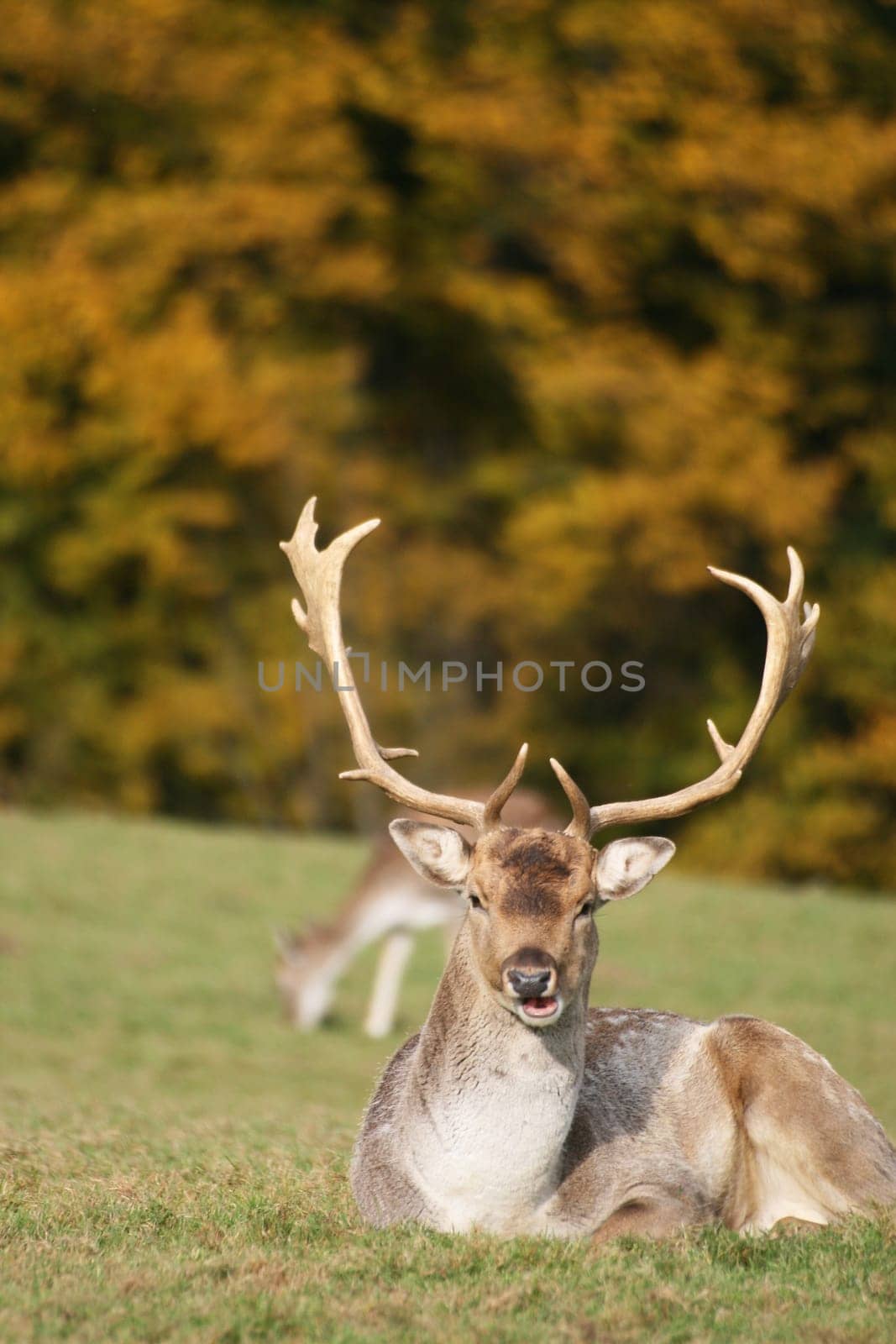 Fallow deer in autumn