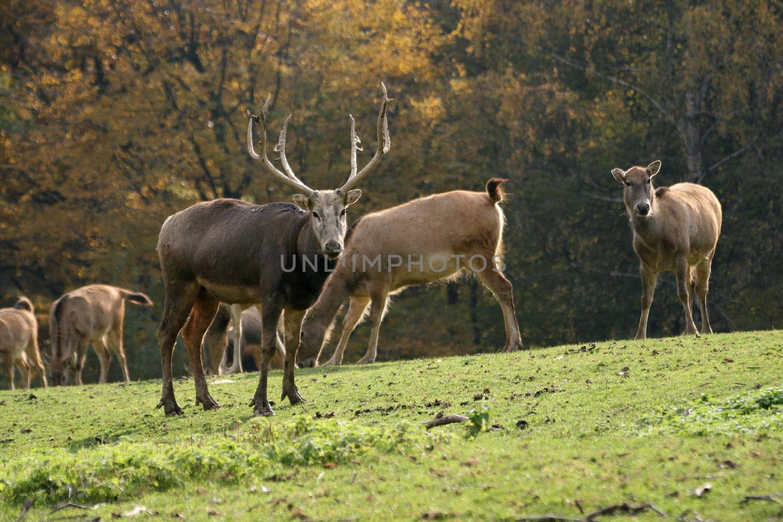 David's deer