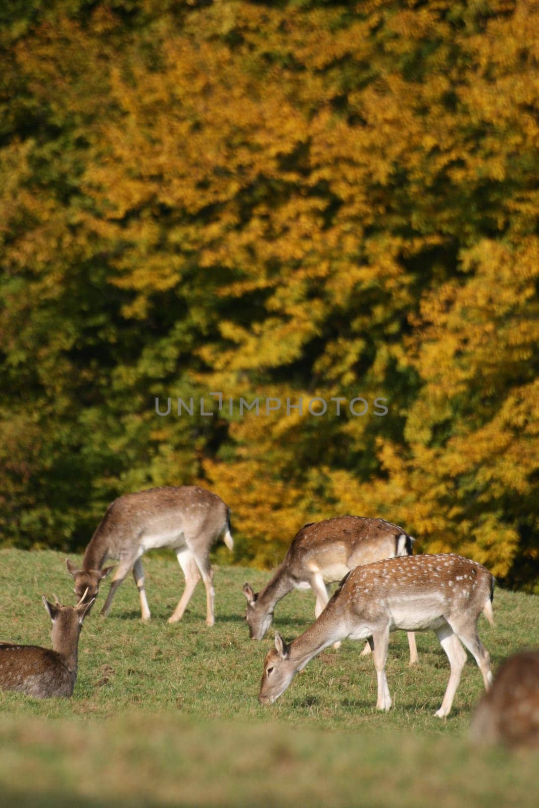 Fallow deer in autumn