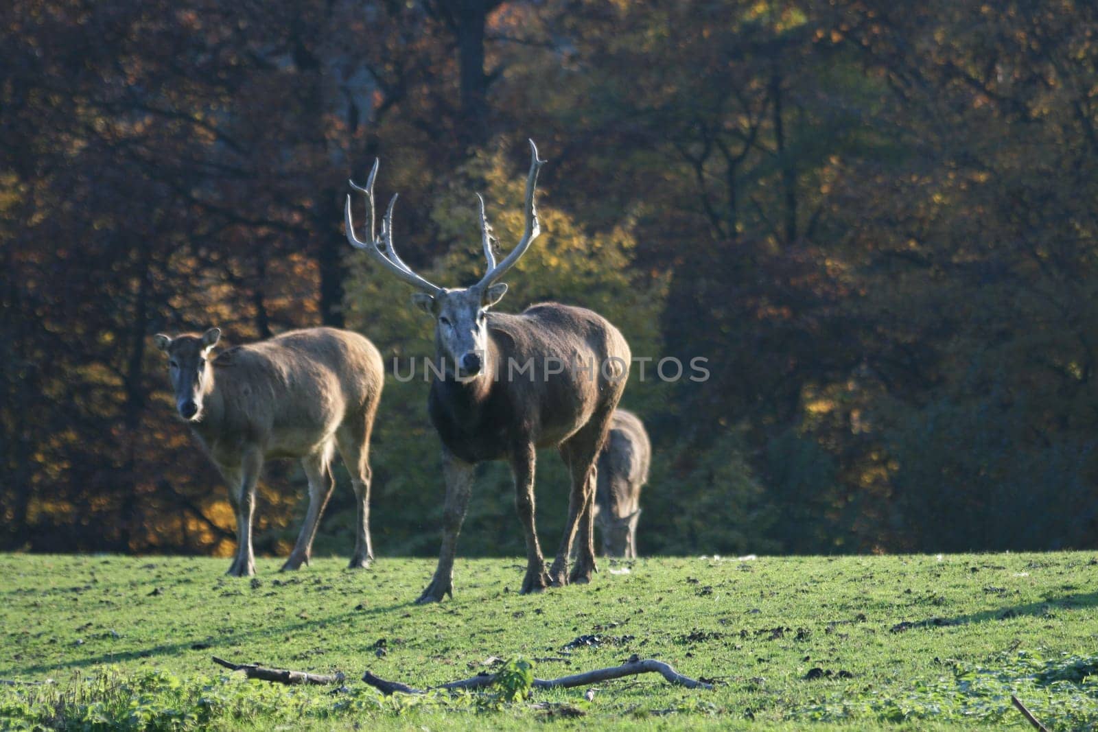 David's deer