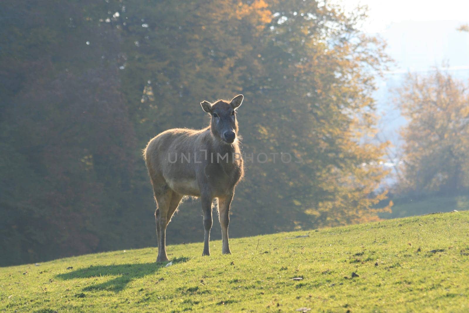 David's deer