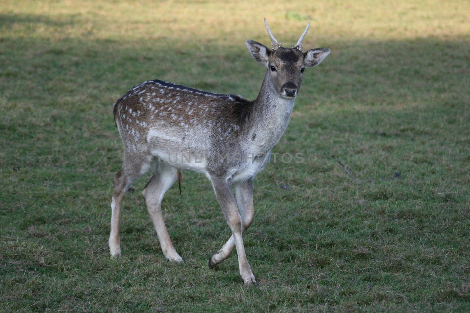 Fallow deer