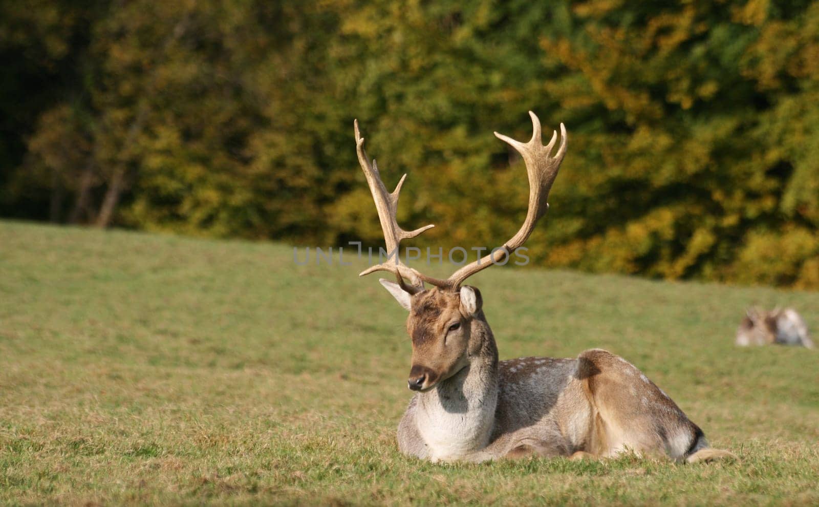 Fallow deer in autumn