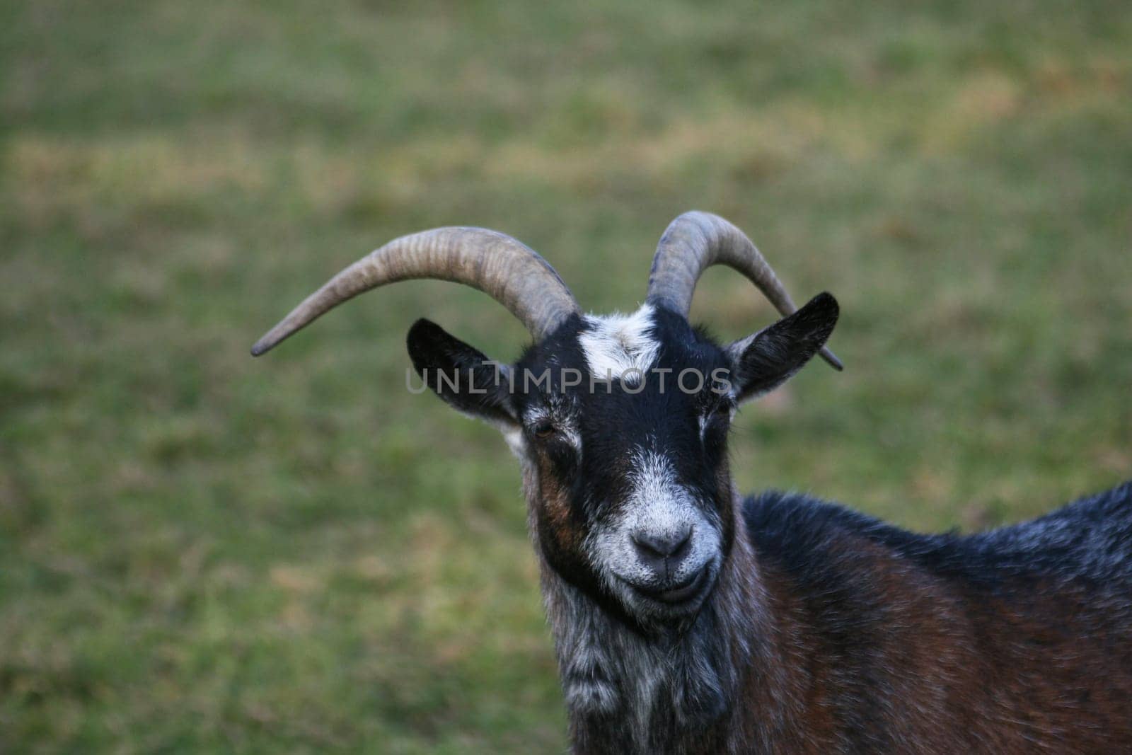 Billy goat