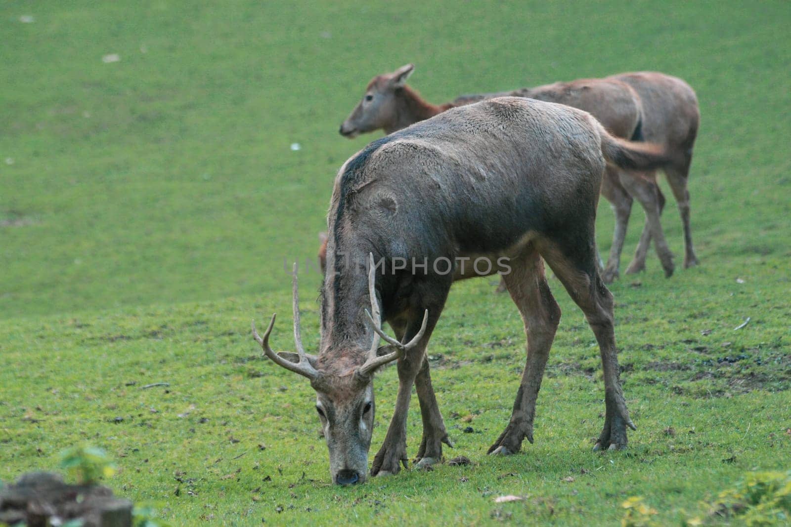 David's deer