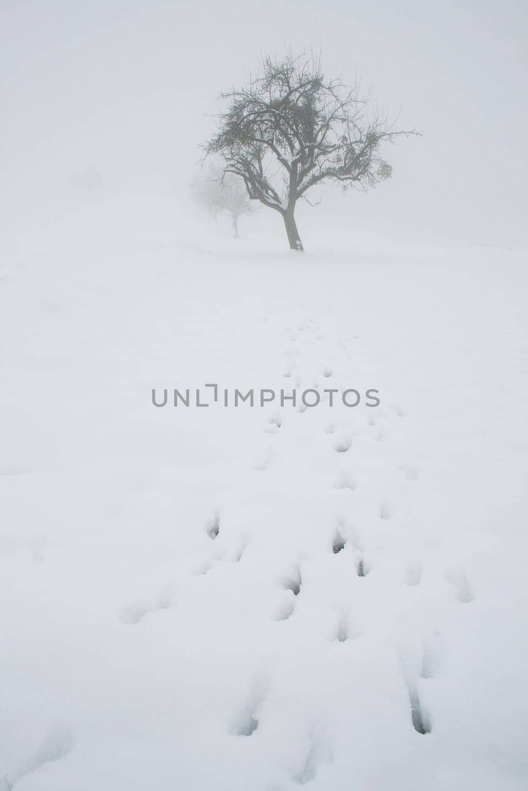 Fog