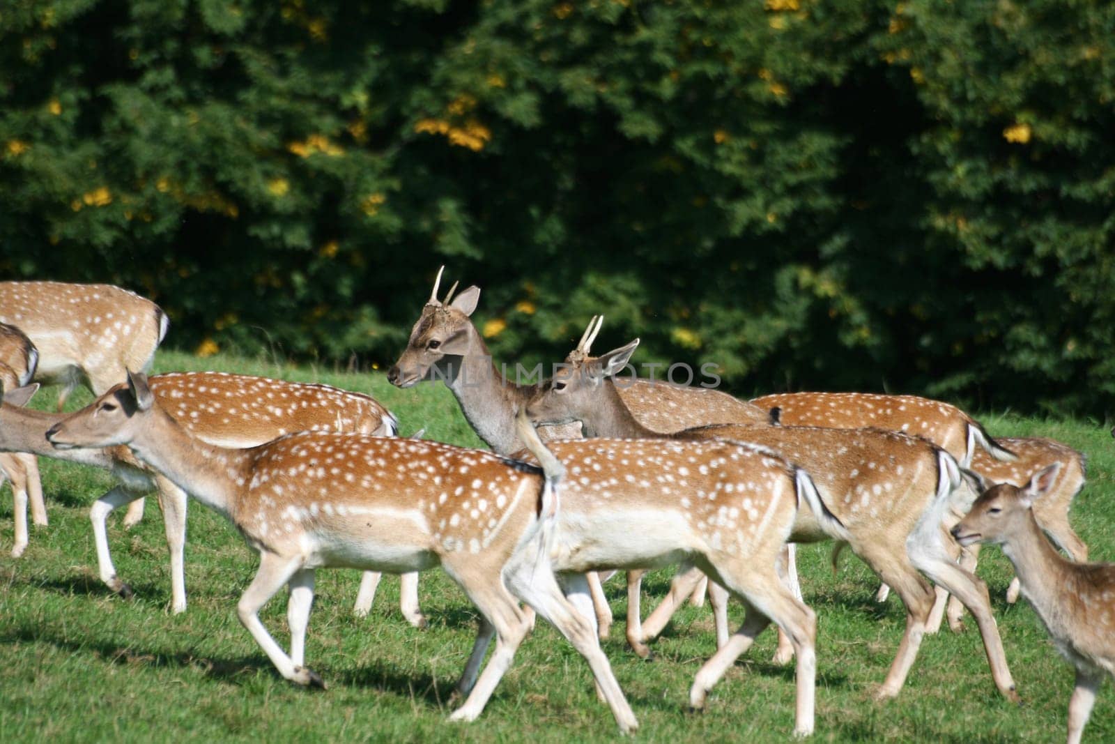 Fallow deer in autumn