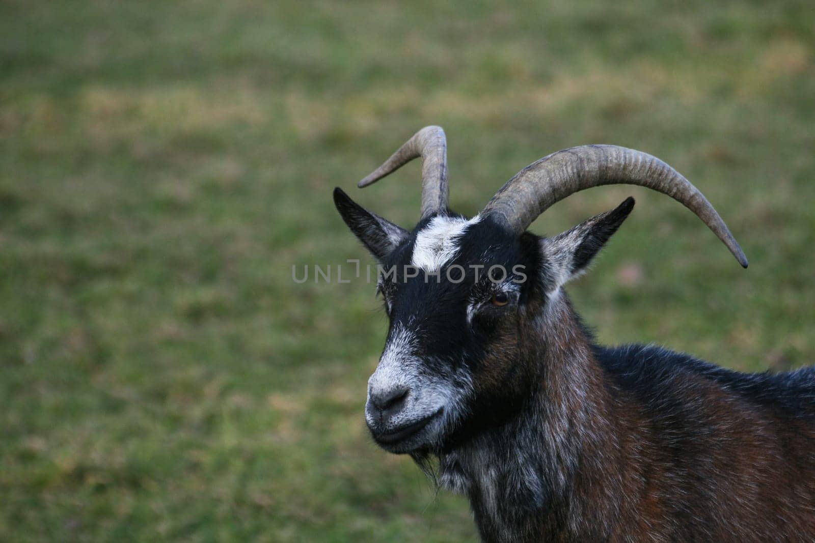 Billy goat