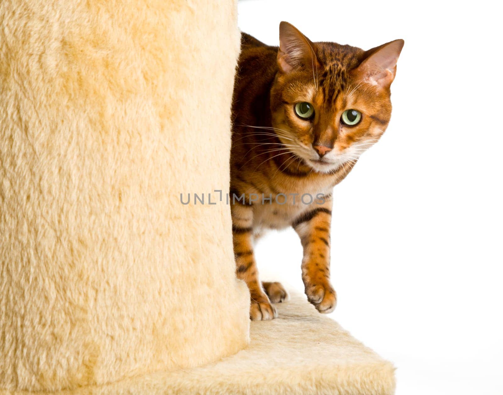 Golden colored bengal cat creeping around the side of wool covered climbing frame and peeping at the camera