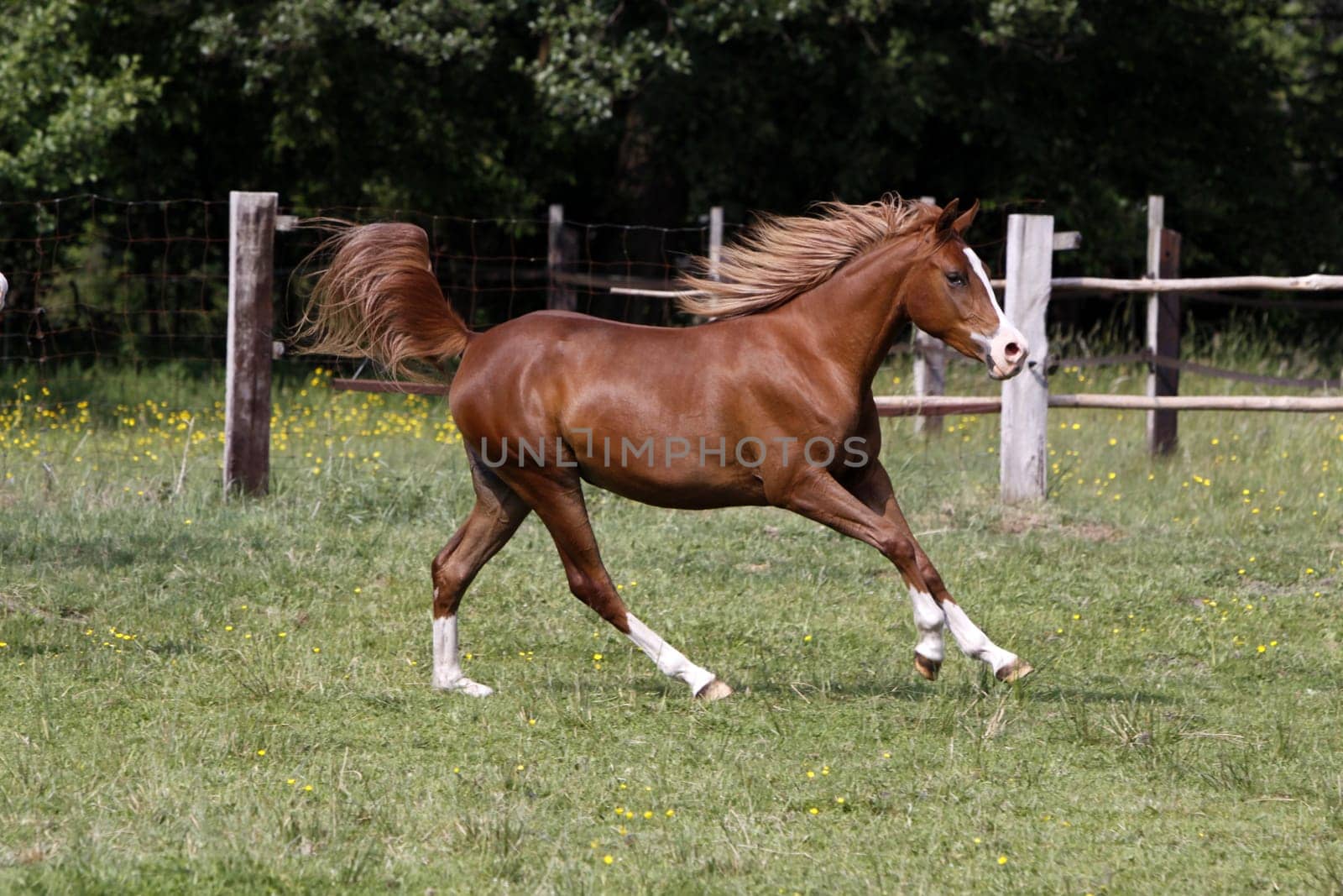 Galloping Arabian in a pasture