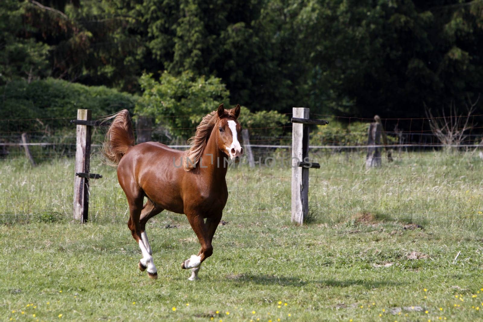 Galloping Arabian in a pasture
