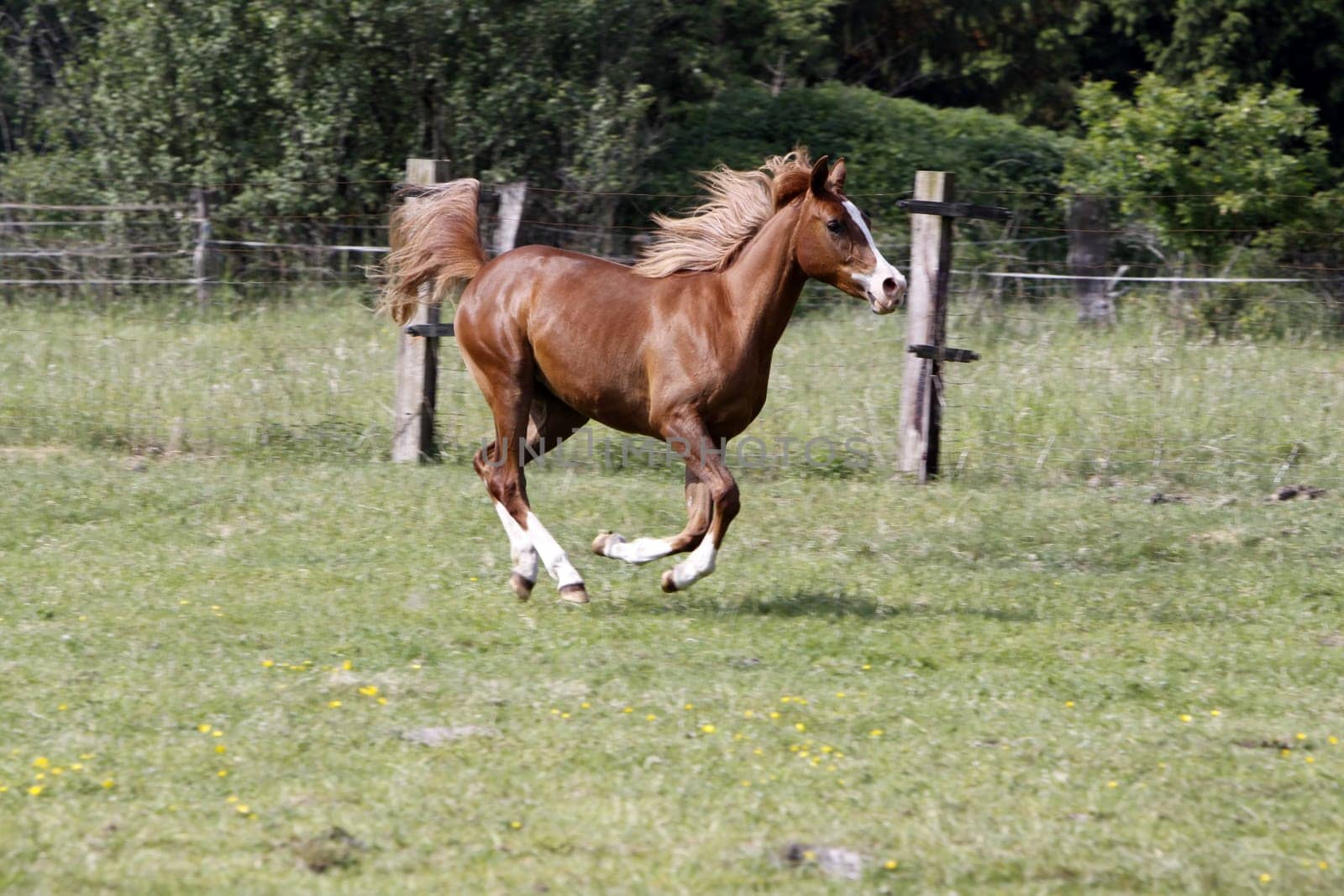 Galloping Arabian in a pasture