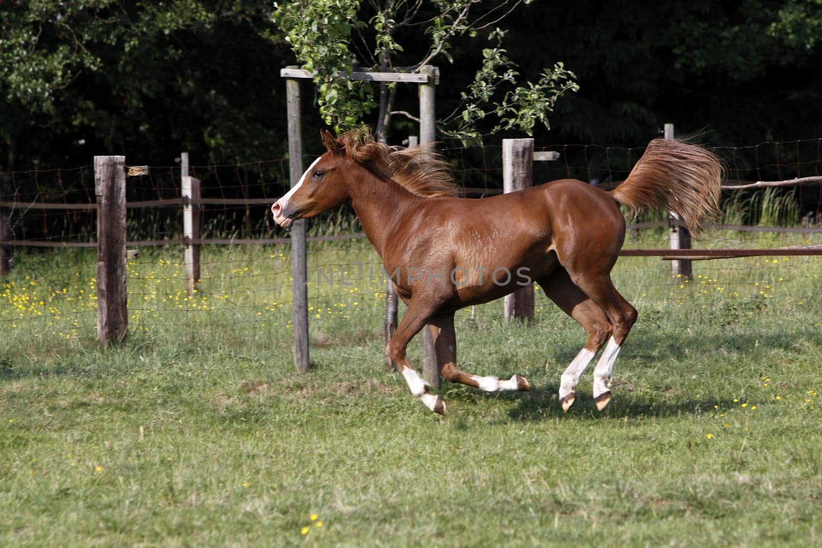 Galloping Arabian in a pasture