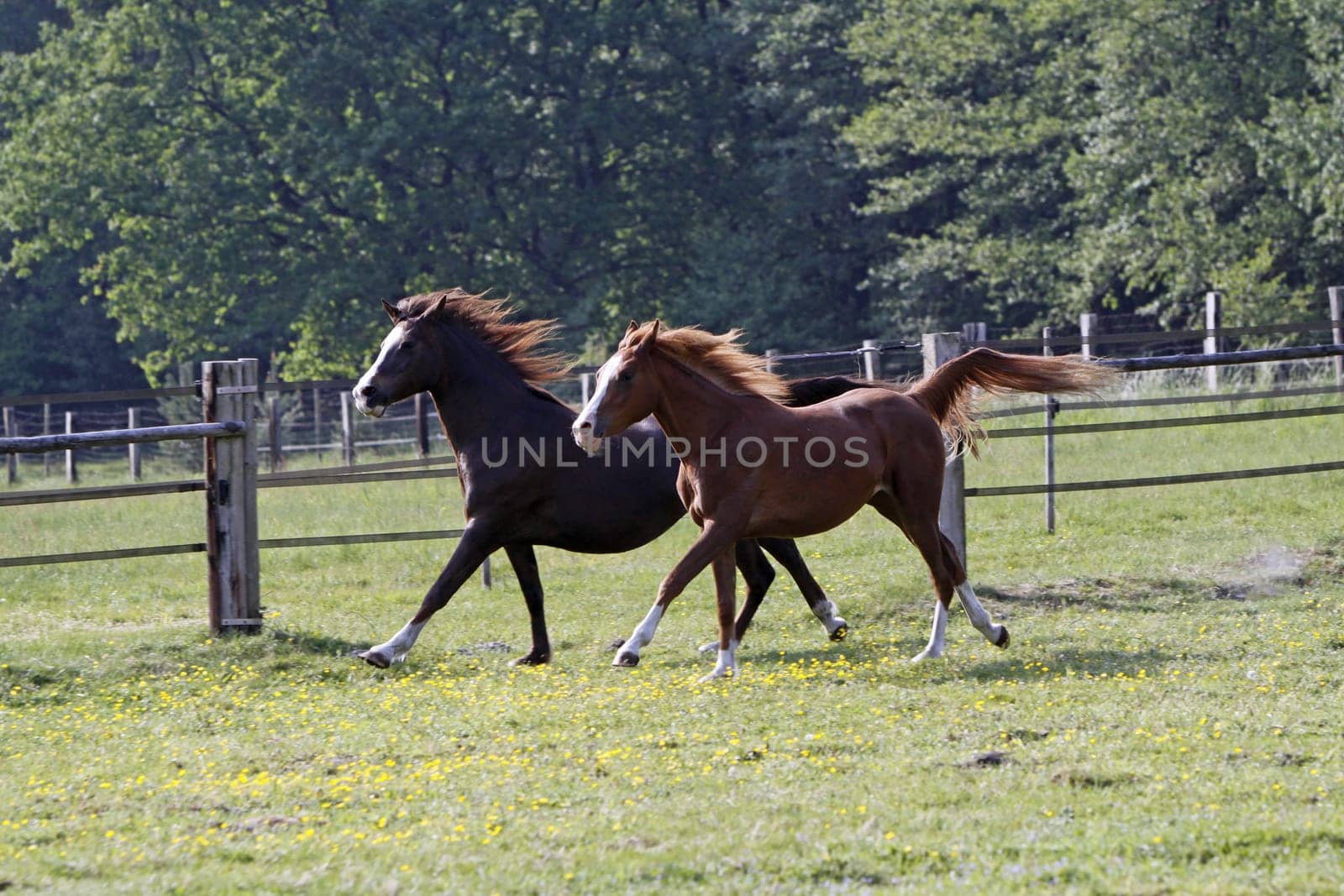 Galloping Arabian in a pasture