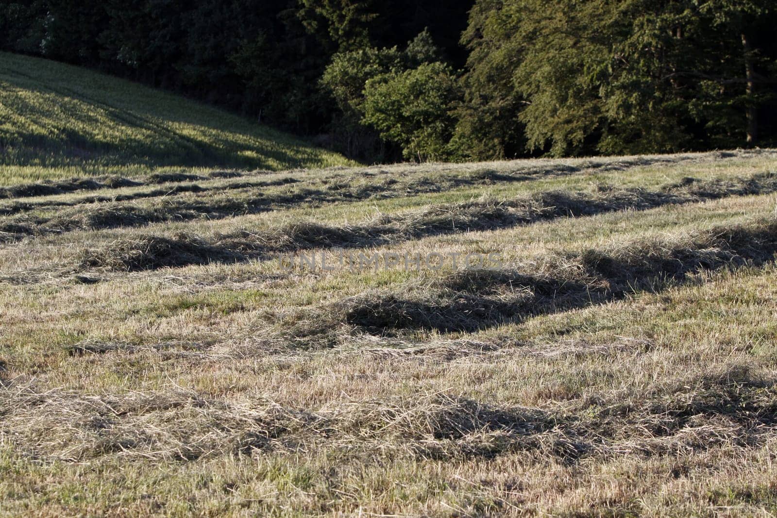 Haymaking