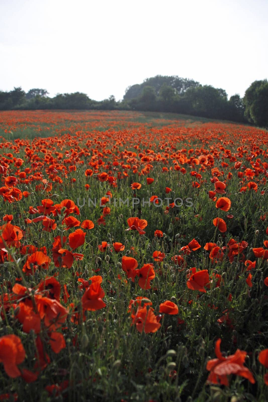 Poppy Field