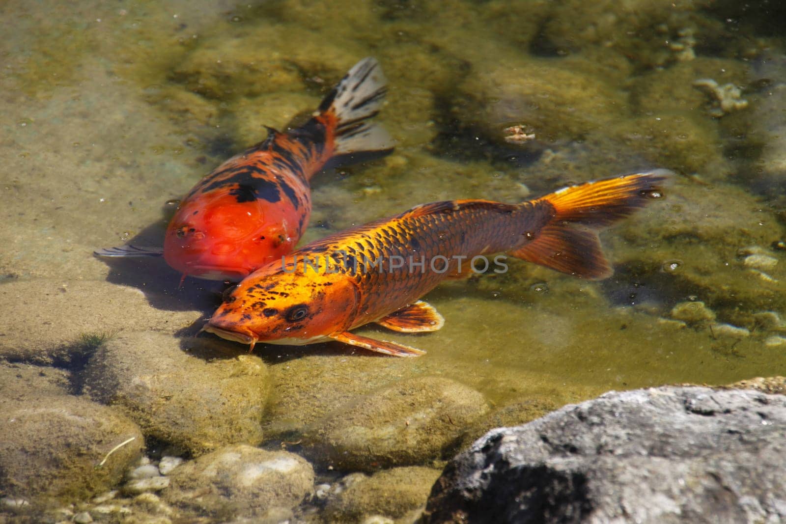 Koi