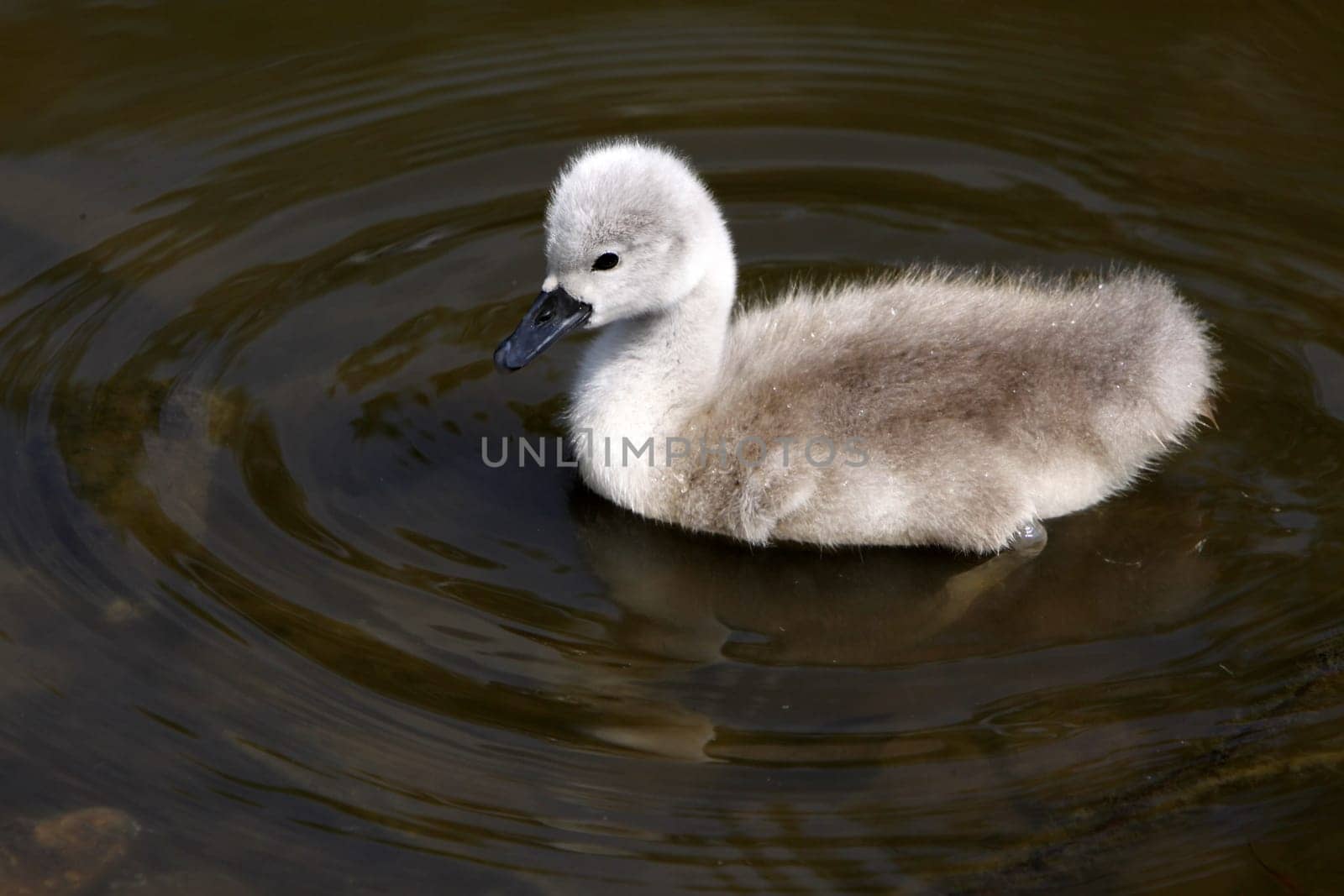 Mute Swan Chick