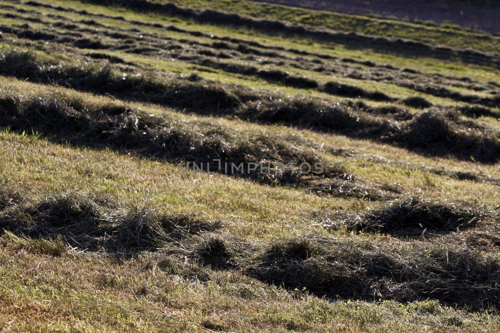 Haymaking