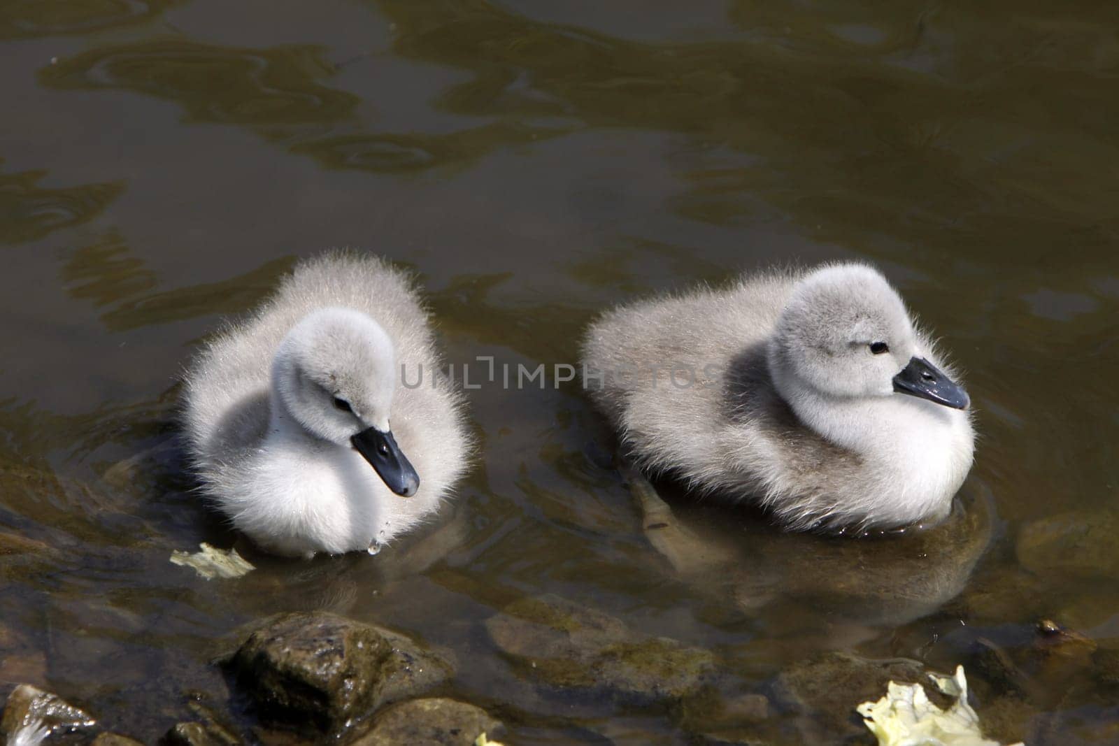 Mute Swan Chick