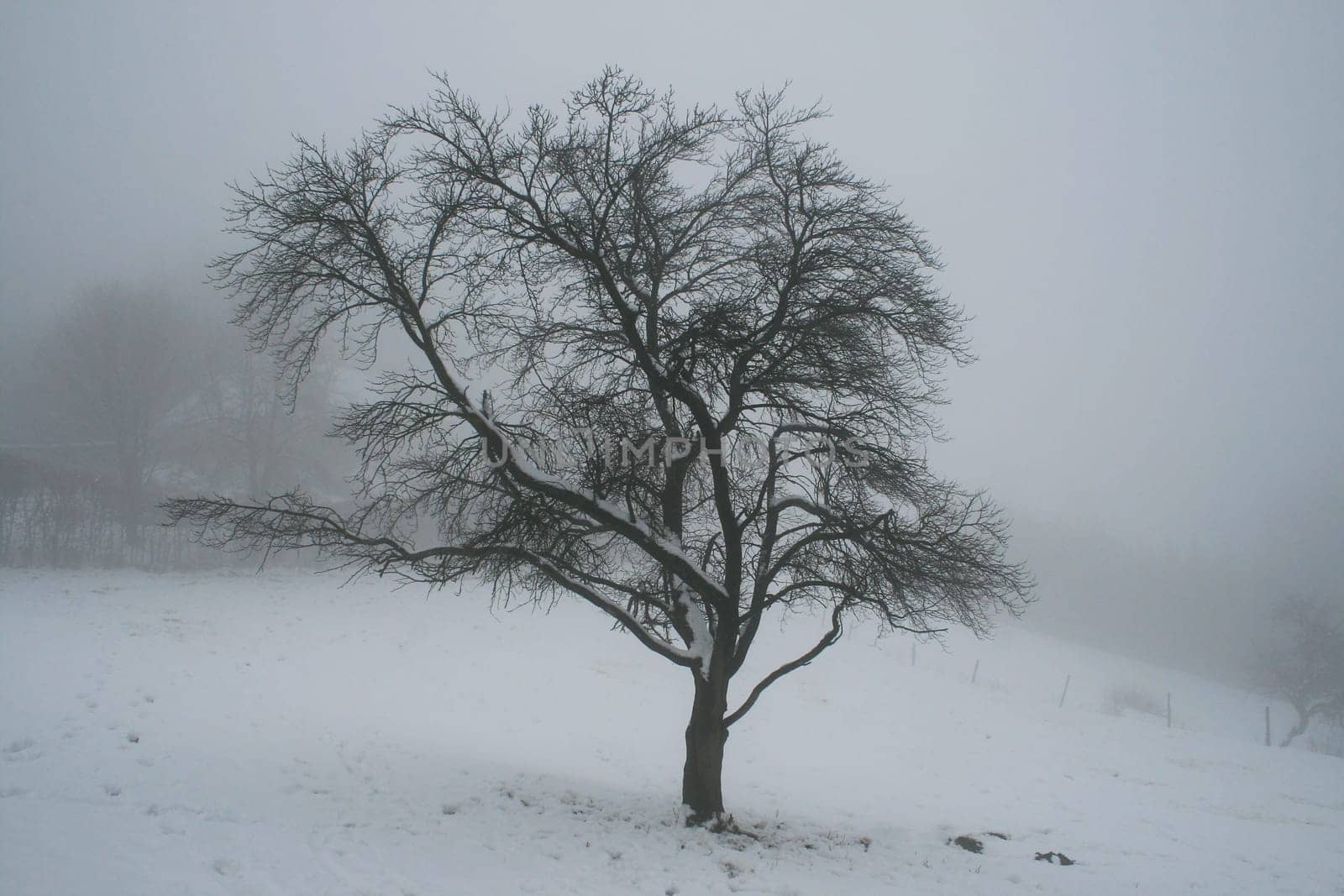 Fog