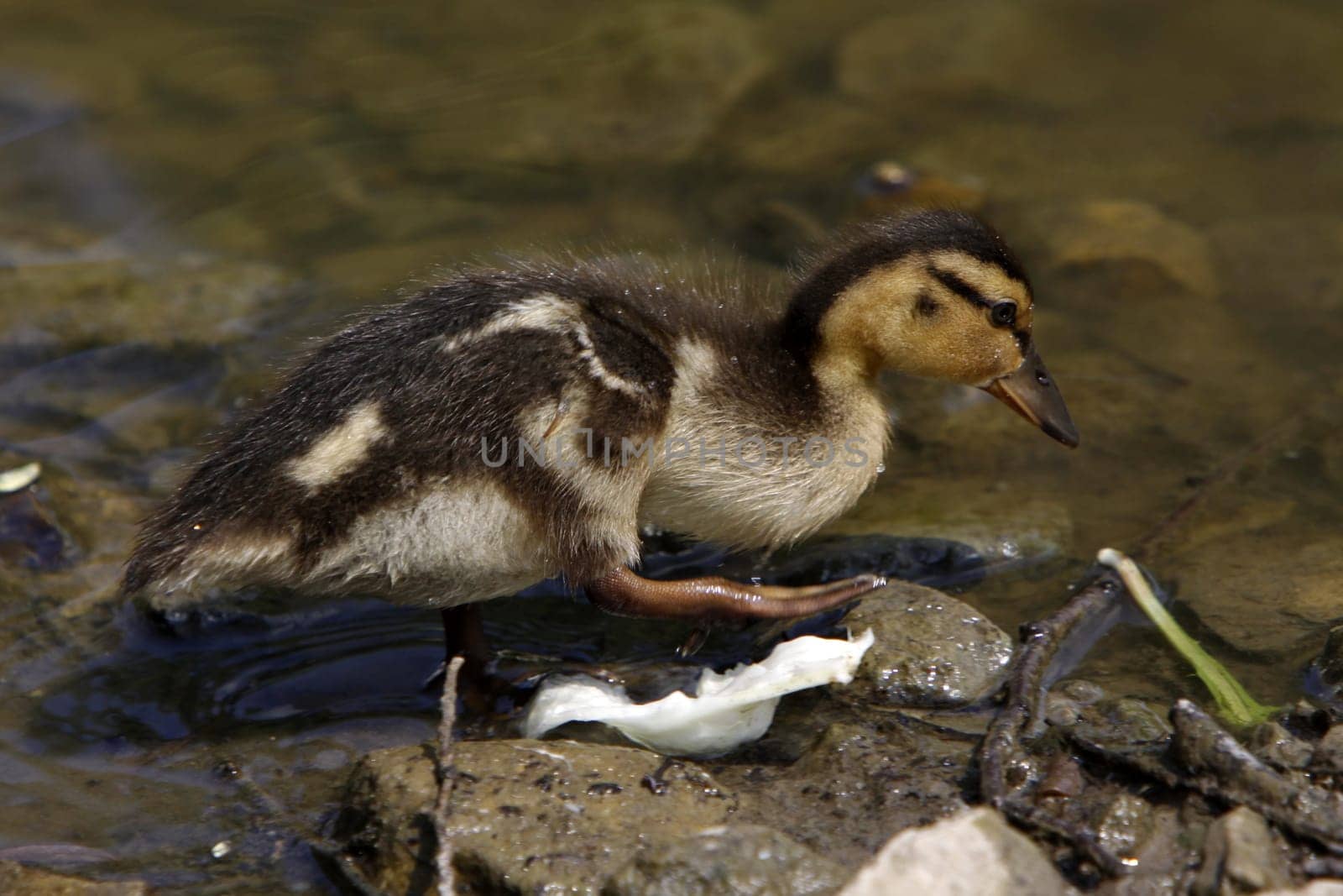 Mallard chicks