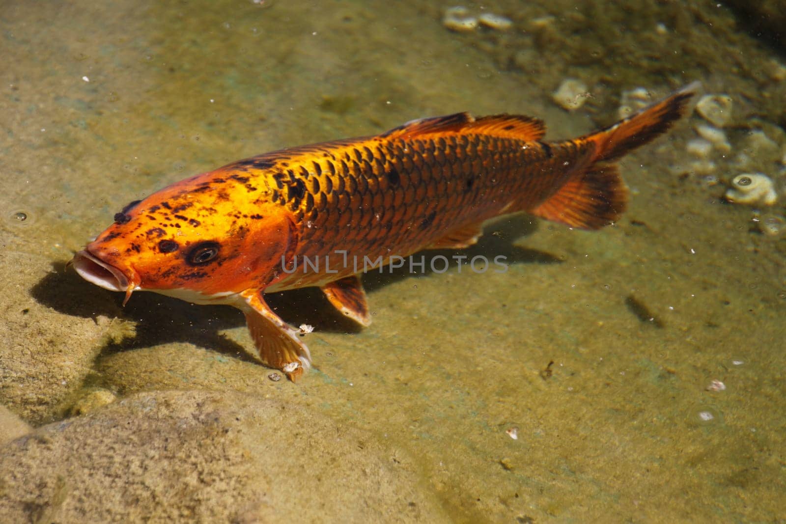 Koi